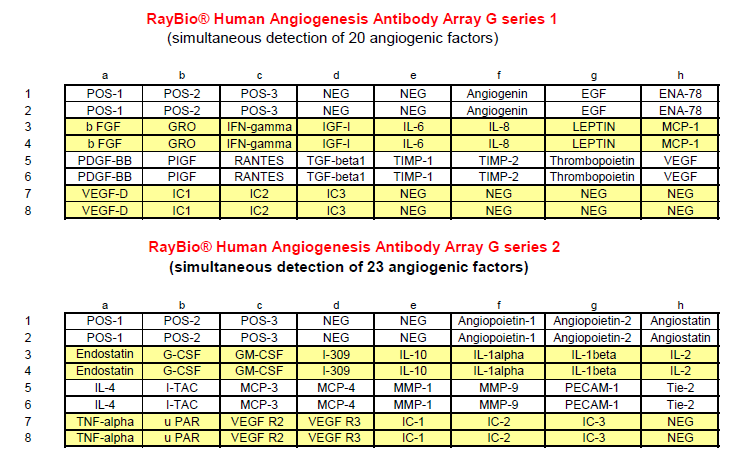 RAY社 #AAH-ANG-G1000-4 抗体リスト