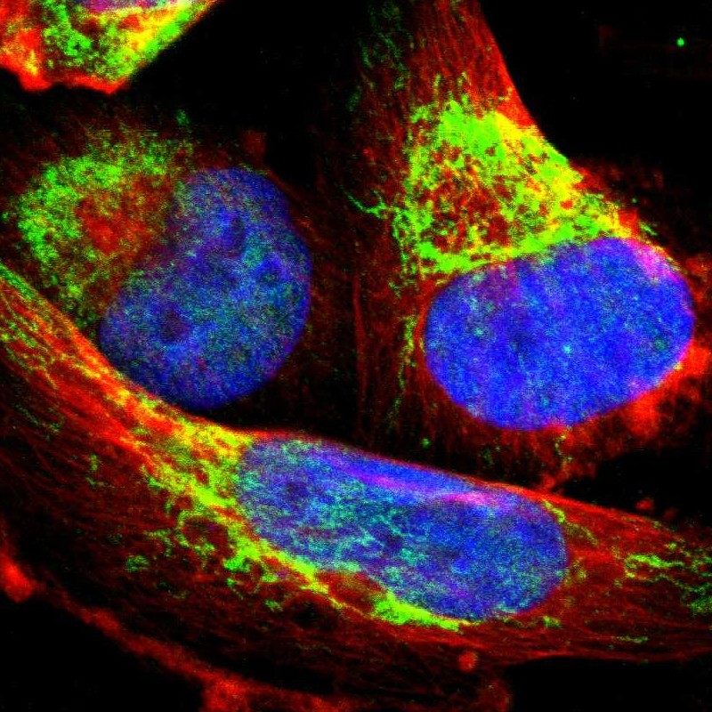 Immunofluorescent staining of human cell line U-251 MG shows localization to nucleoplasm & mitochondria. Antibody staining is shown in green.
