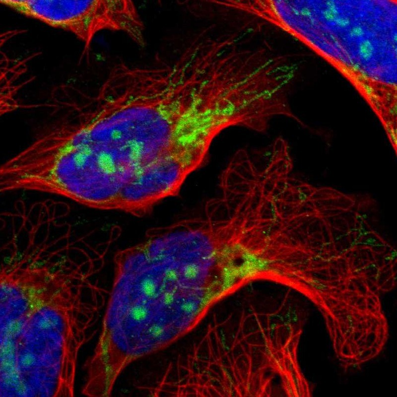 Immunofluorescent staining of human cell line U-2 OS shows localization to nucleoli & mitochondria. Antibody staining is shown in green.