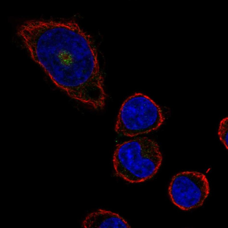 Immunofluorescent staining of human cell line HEL shows localization to the Golgi apparatus. Antibody staining is shown in green.