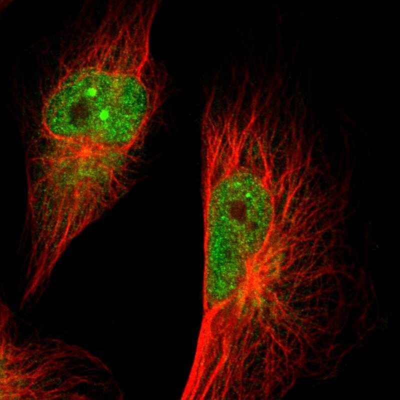 Immunofluorescent staining of human cell line U-251 MG shows localization to nucleoplasm, nuclear bodies & cytosol. Antibody staining is shown in green.