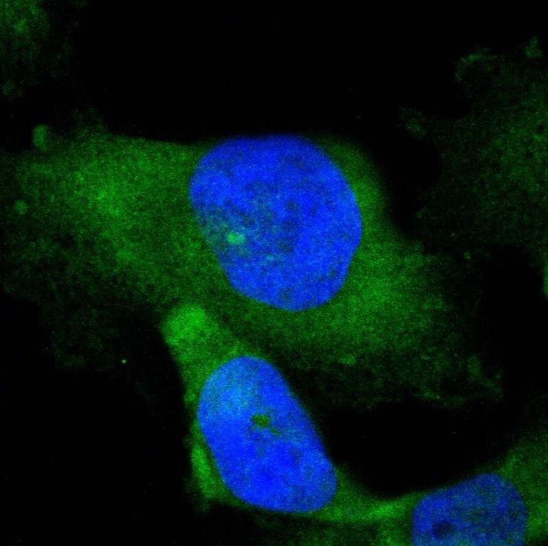 Immunofluorescent staining of human cell line U-251 MG shows localization to cytosol & microtubule organizing center. Antibody staining is shown in green.