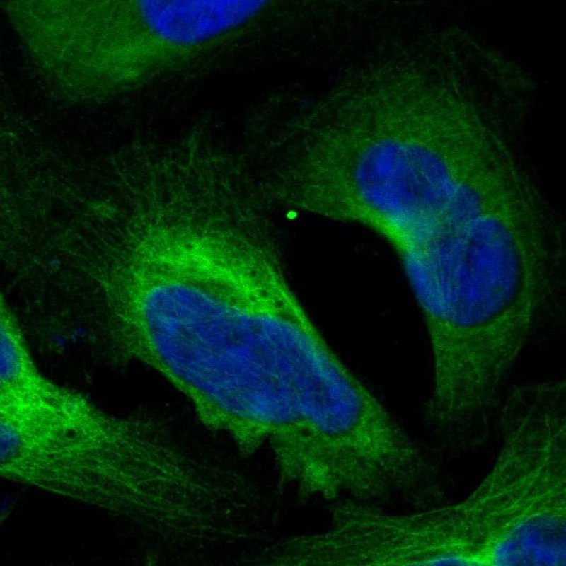 Immunofluorescent staining of human cell line U-2 OS shows localization to cytosol & microtubules. Antibody staining is shown in green.