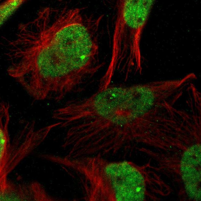 Immunofluorescent staining of human cell line U-251 MG shows localization to nucleoplasm & nuclear bodies. Antibody staining is shown in green.