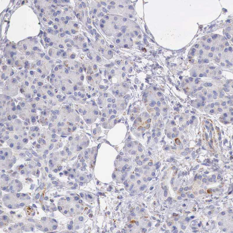 Immunohistochemical staining of human pancreas shows weak positivity in exocrine glandular cells.