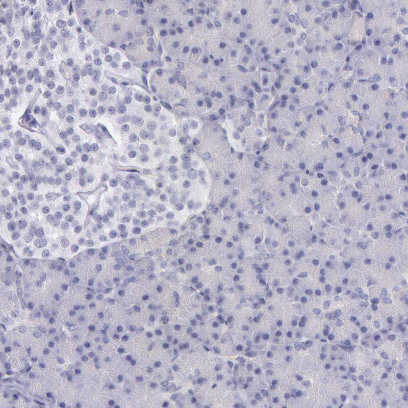 Immunohistochemical staining of human pancreas shows no positivity in exocrine glandular cells as expected.