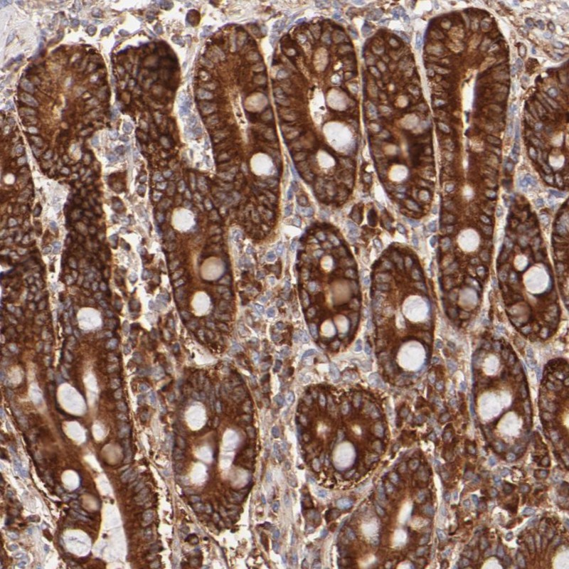 Immunohistochemical staining of human duodenum shows strong cytoplasmic positivity in glandular cells.