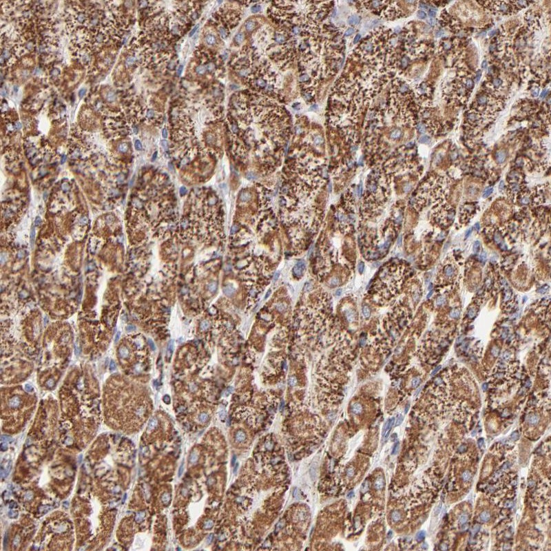 Immunohistochemical staining of human stomach shows strong cytoplasmic positivity, with a granular pattern, in glandular cells.