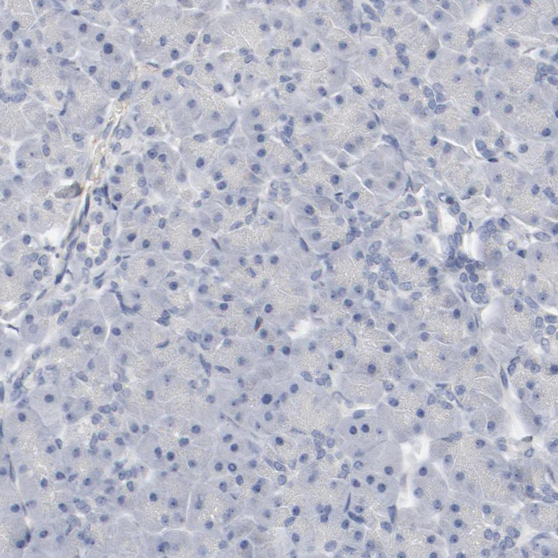 Immunohistochemical staining of human pancreas shows no cytoplasmic positivity in exocrine glandular cells as expected.