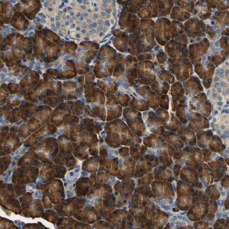 Immunohistochemical staining of human pancreas shows strong cytoplasmic positivity in exocrine glandular cells.