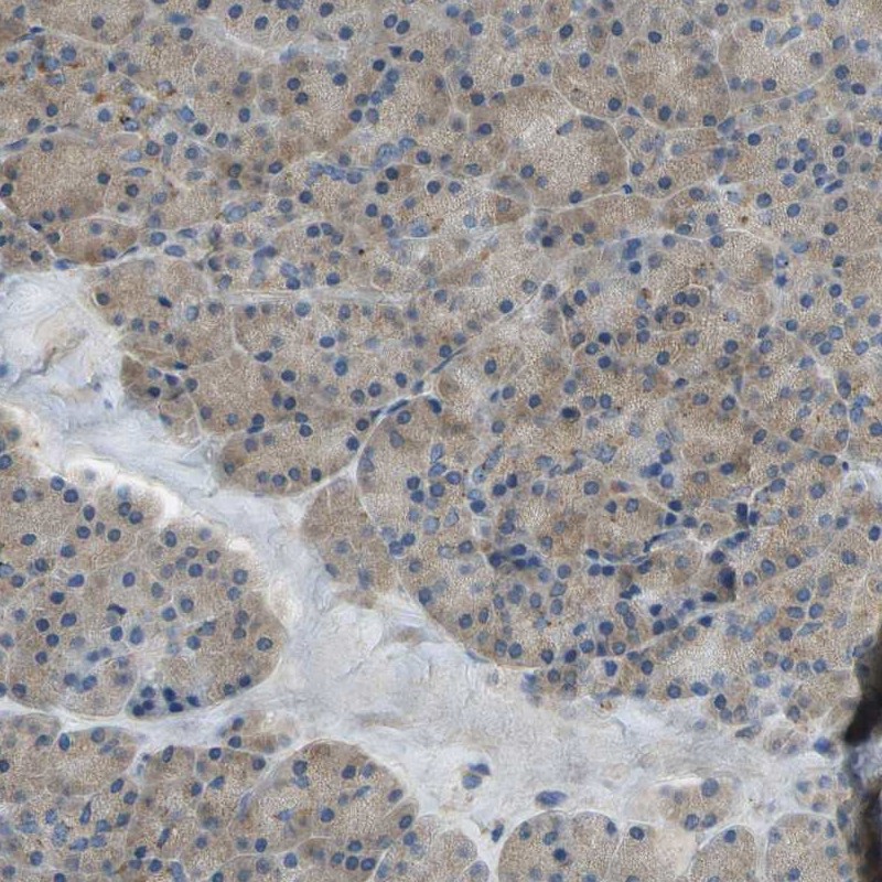 Immunohistochemical staining of human pancreas shows low expression as expected.