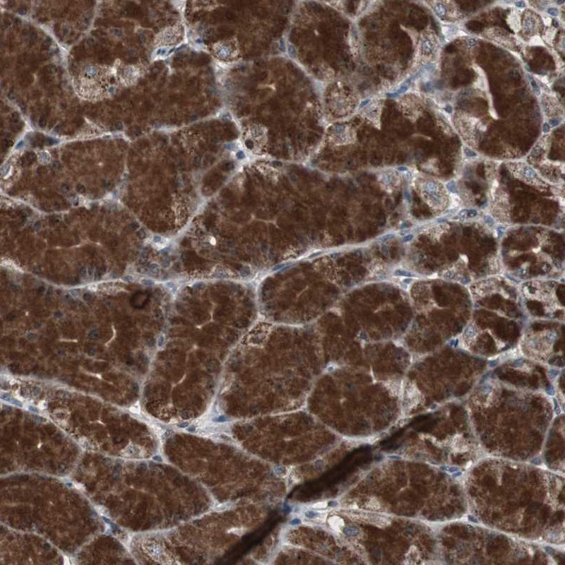 Immunohistochemical staining of human stomach shows strong cytoplasmic positivity in glandular cells.