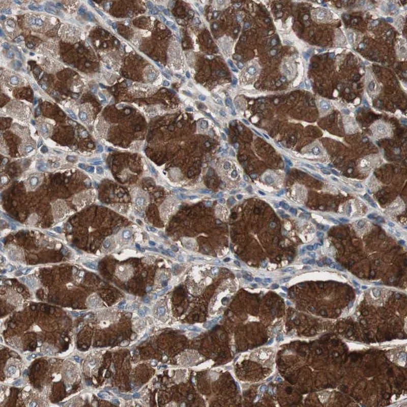Immunohistochemical staining of human stomach shows strong cytoplasmic positivity in glandular cells.