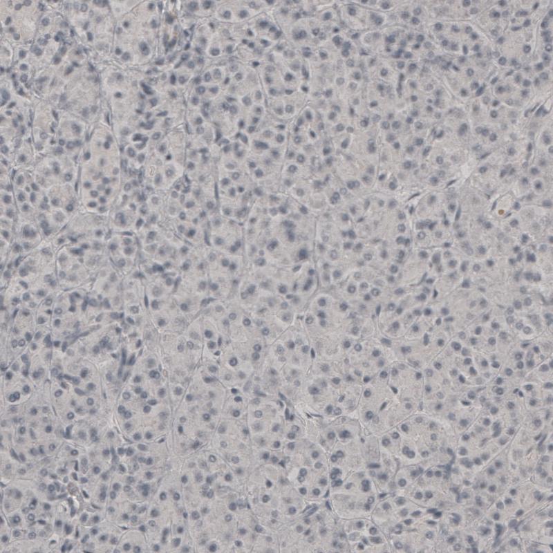 Immunohistochemical staining of human pancreas shows no positivity in exocrine glandular cells as expected.
