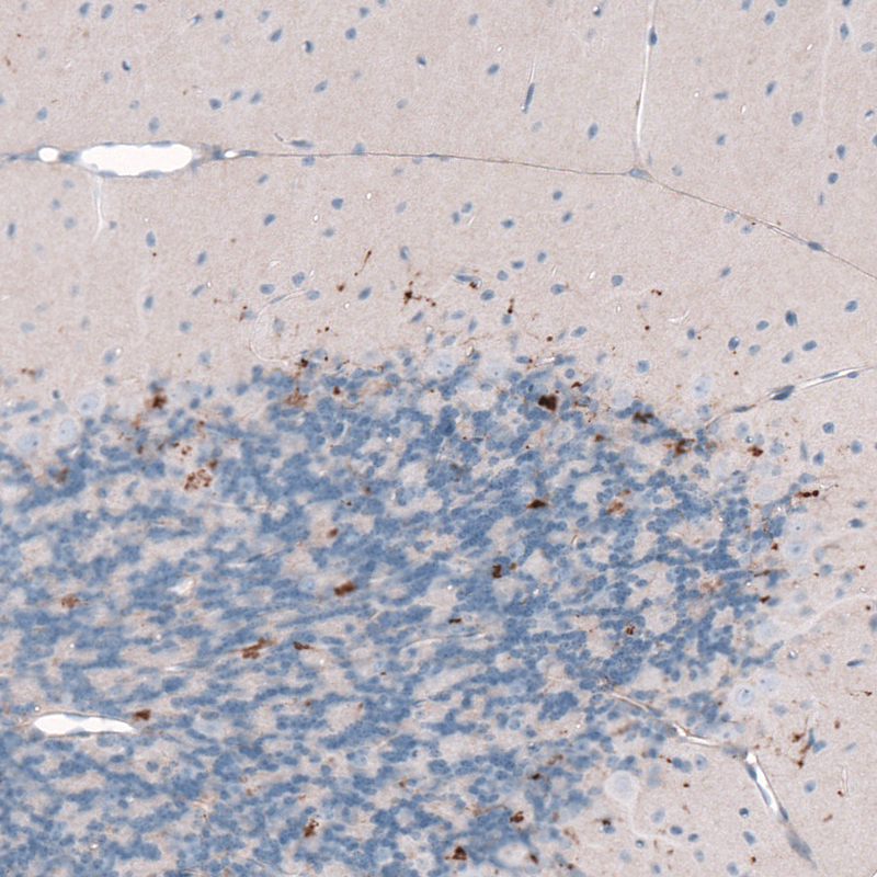 Immunohistochemical staining of mouse cerebellum shows positivity in a subset of neural fiber endings.