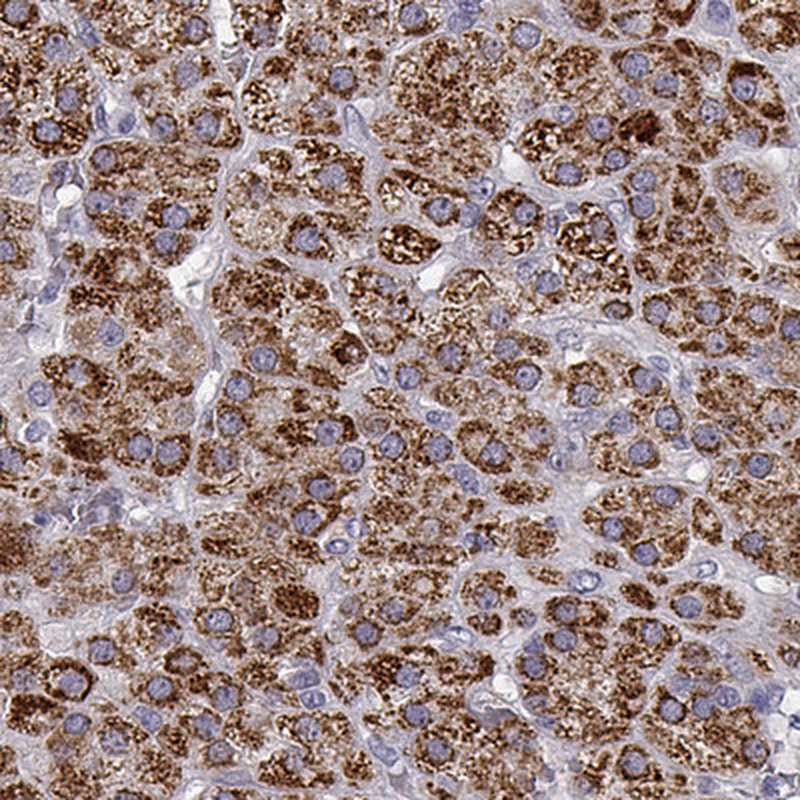 Immunohistochemical staining of adrenal gland shows strong cytoplasmic positivity in cortical cells.