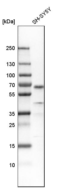 Western blot analysis in human cell line SH-SY5Y.