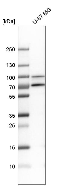 Western blot analysis in human cell line U-87 MG.