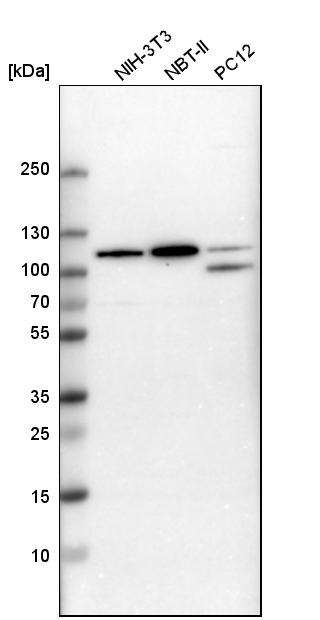 Western blot analysis in mouse cell line NIH-3T3, rat cell line NBT-II and rat cell line pC12.