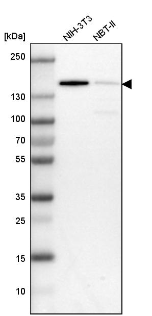 Western blot analysis in mouse cell line NIH-3T3 and rat cell line NBT-II.