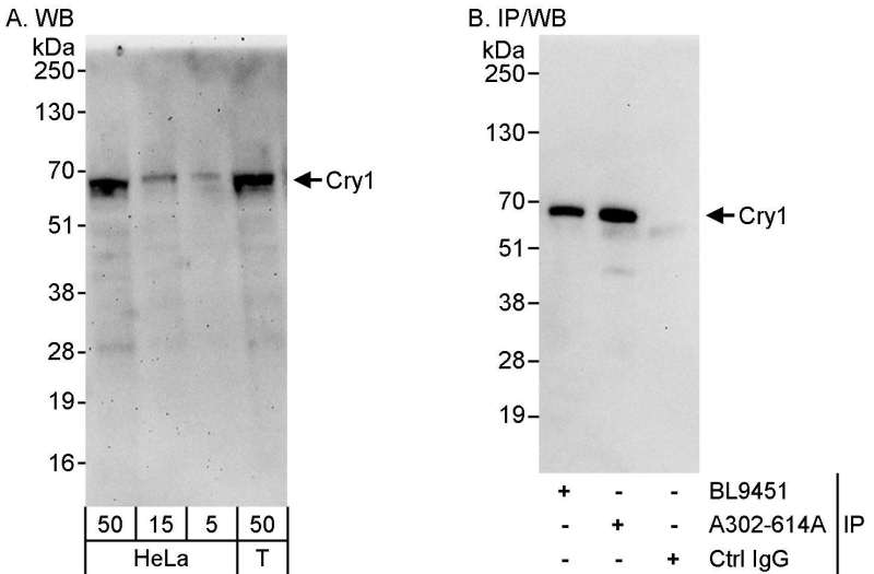 抗Cry1抗体の使用例画像