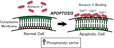 細胞膜構造の変化と Annexin V の結合