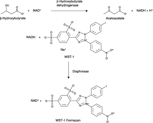 β-ヒドロキシ酪酸の測定原理