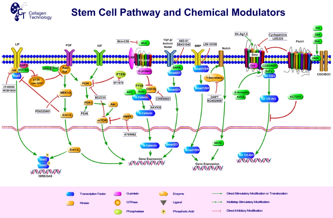 幹細胞関連シグナル調節化合物選択ガイド