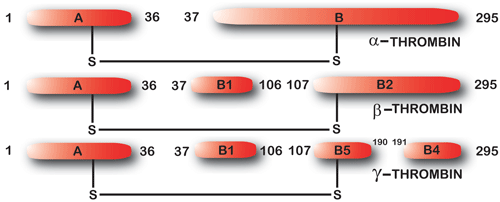 ヒトβ-トロンビン／γ-トロンビン Human β-Thrombin/ γ -Thrombinの分解過程