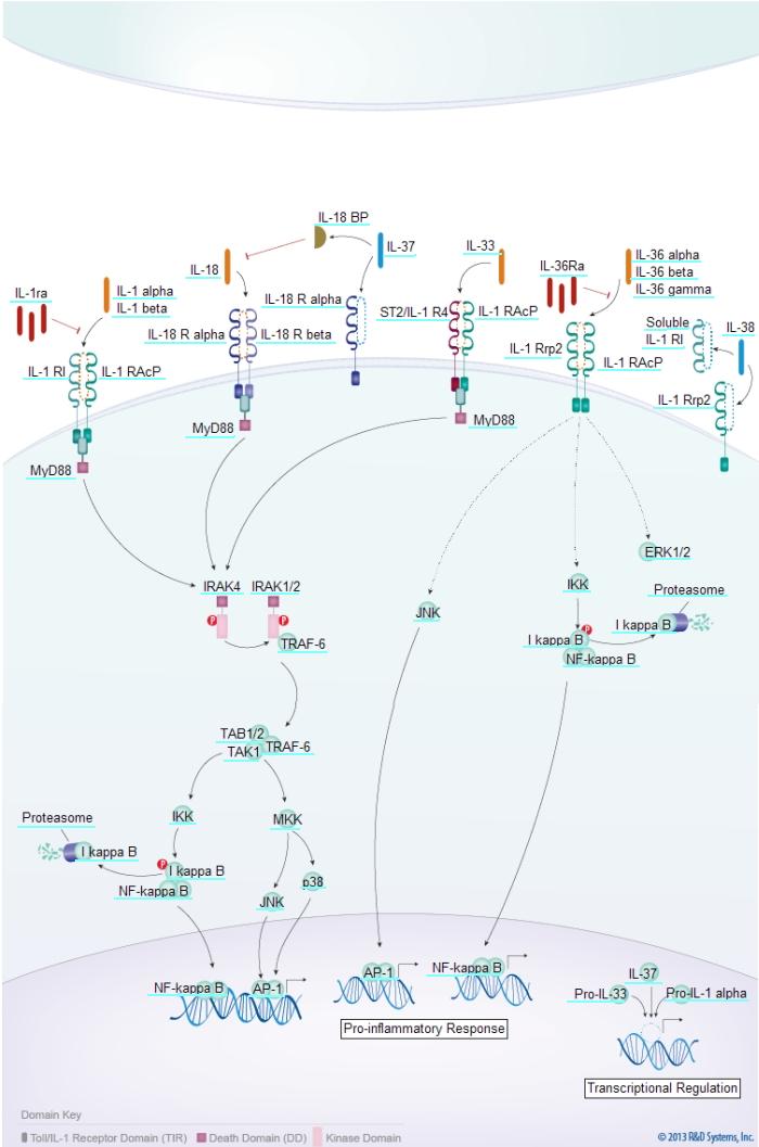 IL-1 familyシグナル伝達経路
