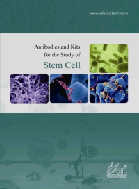 Signalway Antibody社 「Stem Cellミニカタログ」