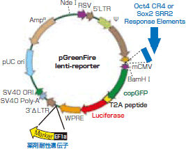 多分化能解析用レポーターベクター pGreenFire Pluripotency Response Reporter Lentivector 
