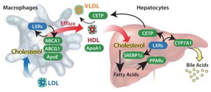 コレステロール代謝経路における LXR の重要性
