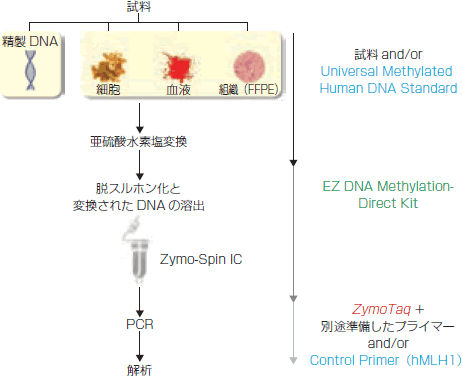 EZ DNA Methylation-Startup Kit操作法概略