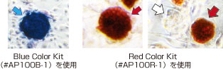 多能性細胞のアルカリホスファターゼ染色
