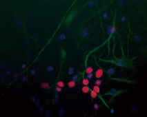 抗NeuN / Fox3抗体染色画像