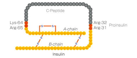 インスリンの構造図のイメージ