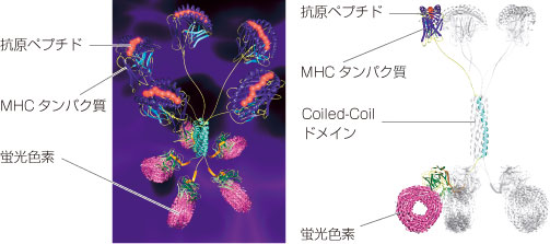 CD8陽性キラーT細胞の検出・定量に Pro5 MHC Class I Pentamer 通常製品（Catalog Item）