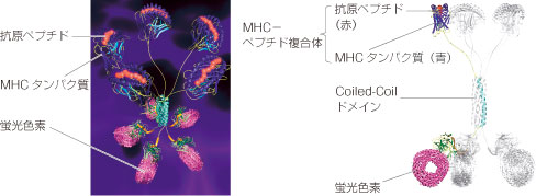 癌抗原ペプチドを結合したPro5 MHC Class I Pentamerの構造