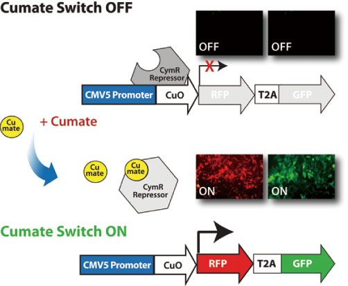 SparQ Cumate Switch Inducible System概略