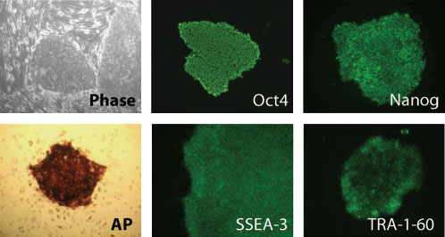 多能性マーカーに対する抗体とAP染色用試薬のセット ES / iPS Cell Characterization Kit 