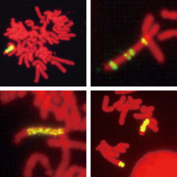 IR / MAR法で構築した発現細胞株の蛍光顕微鏡写真
