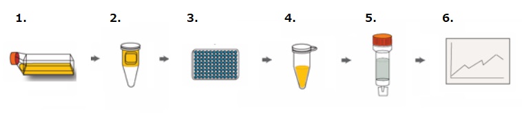 RayBio Biotin Label-Based Membrane Antibody Array (L Series)－化学発光検出
