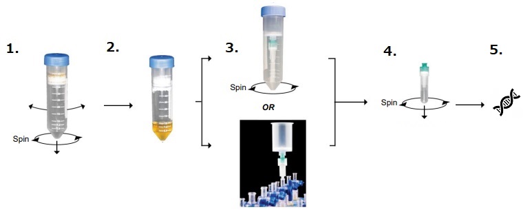 Quick-DNA Fungal/Bacterial MidiPrep Kit（#D6105）