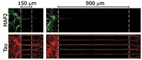 軸索と細胞体を分離！ニューロンの形態観察用チャンバー