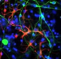 ヒトiPS細胞由来の、各種神経細胞