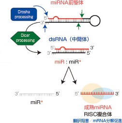 miRNA概略図