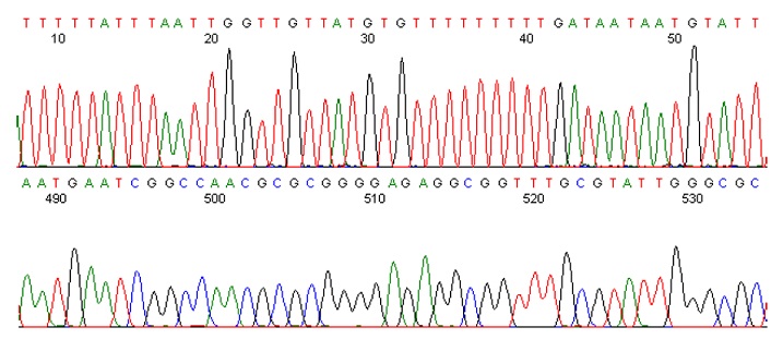 プラスミドDNAのシークエンシングクロマトグラム