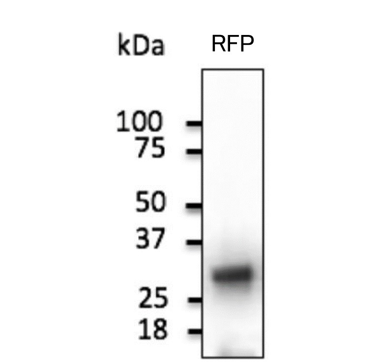 RFP抗体WB使用例