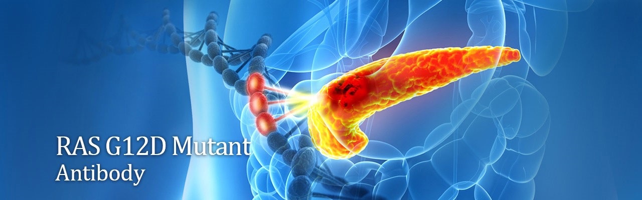 抗RAS（G12D Mutant）組換えウサギモノクローナル抗体のイメージ